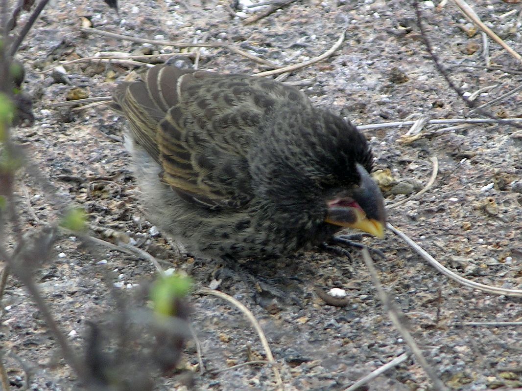 Galapagos 7-1-07 Genovesa Prince Philips Steps Darwin Finch